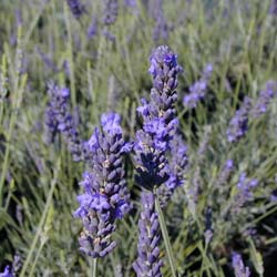 Lavande 'Grosso' / Lavandula intermedia 'Grosso'